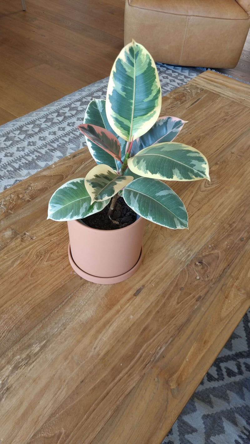 Ficus Pink Tineke
