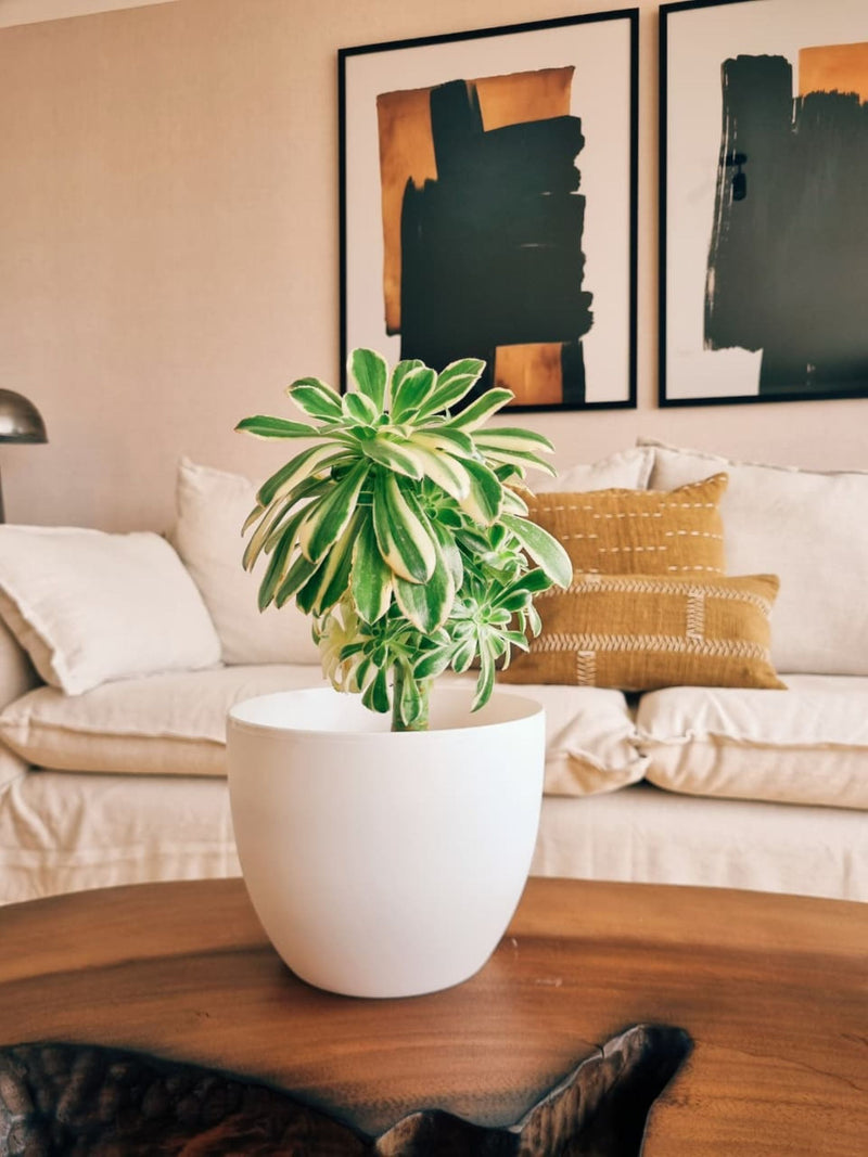 Aeonium Sunburst + Macetero Cuenco - Elige tu color