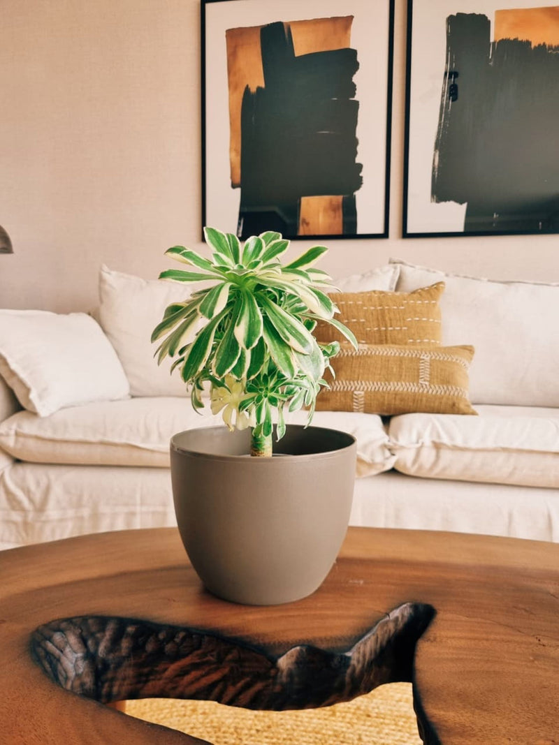 Aeonium Sunburst + Macetero Cuenco - Elige tu color