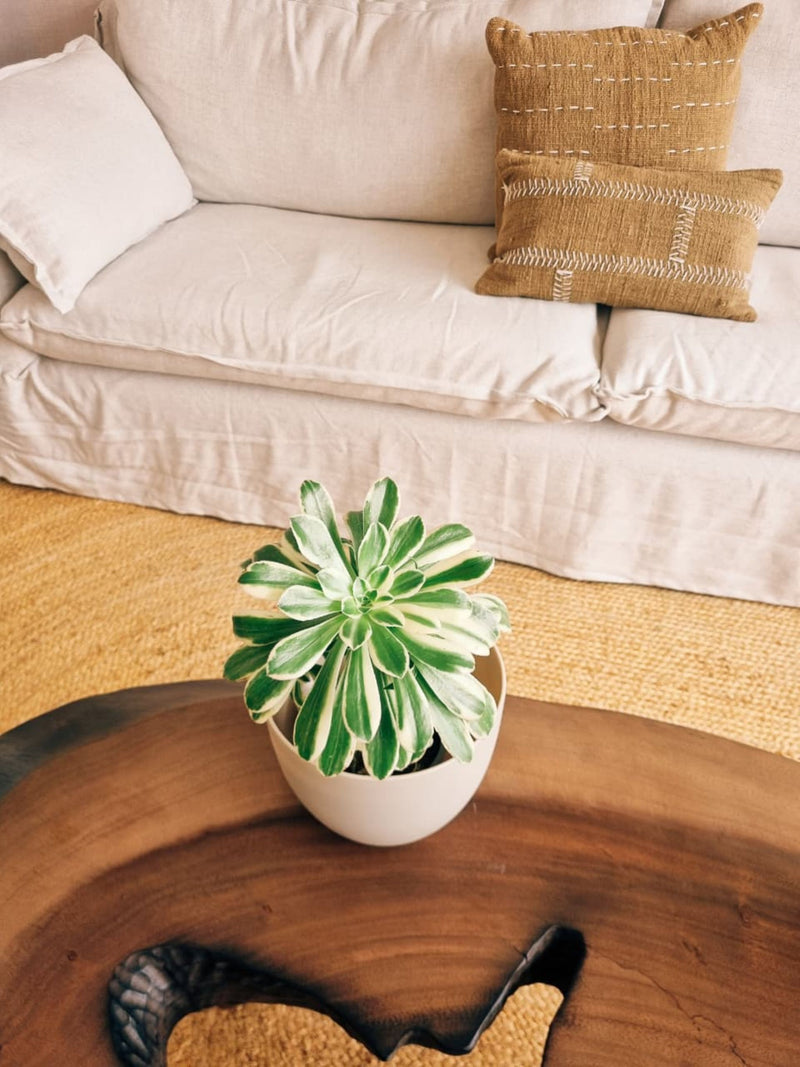 Aeonium Sunburst + Macetero Cuenco - Elige tu color