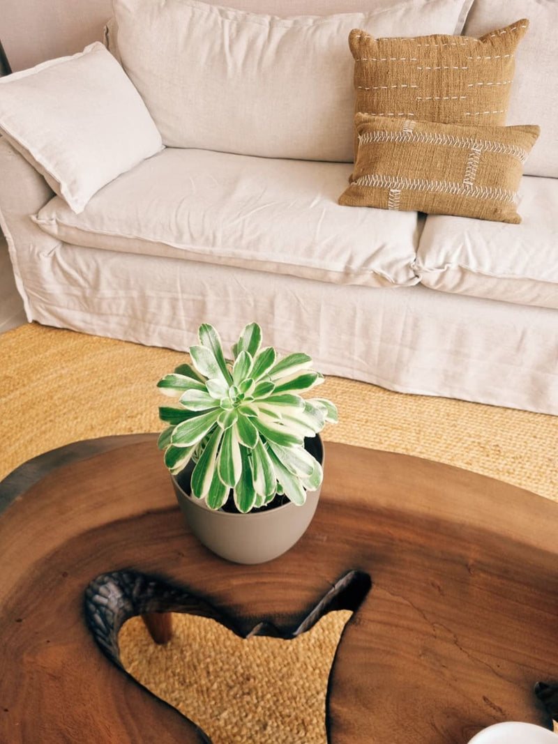 Aeonium Sunburst + Macetero Cuenco - Elige tu color