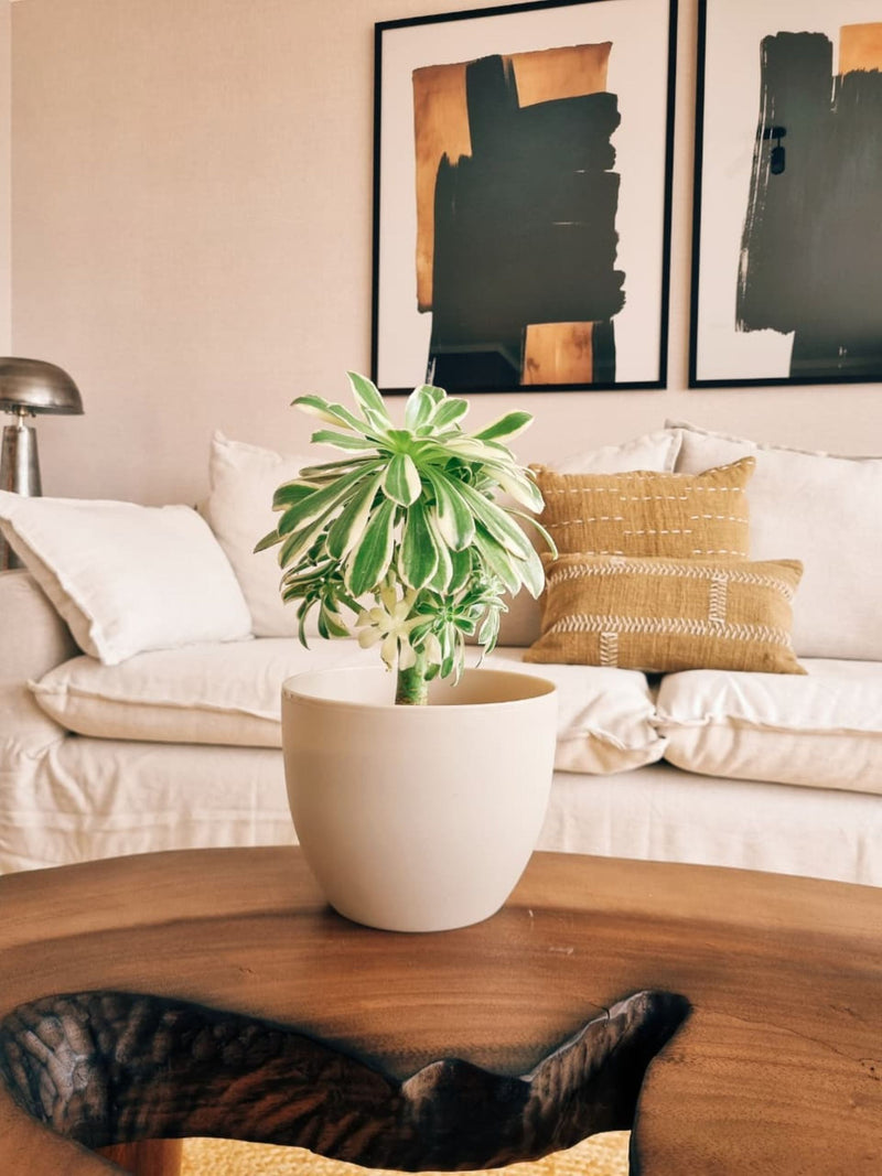 Aeonium Sunburst + Macetero Cuenco - Elige tu color