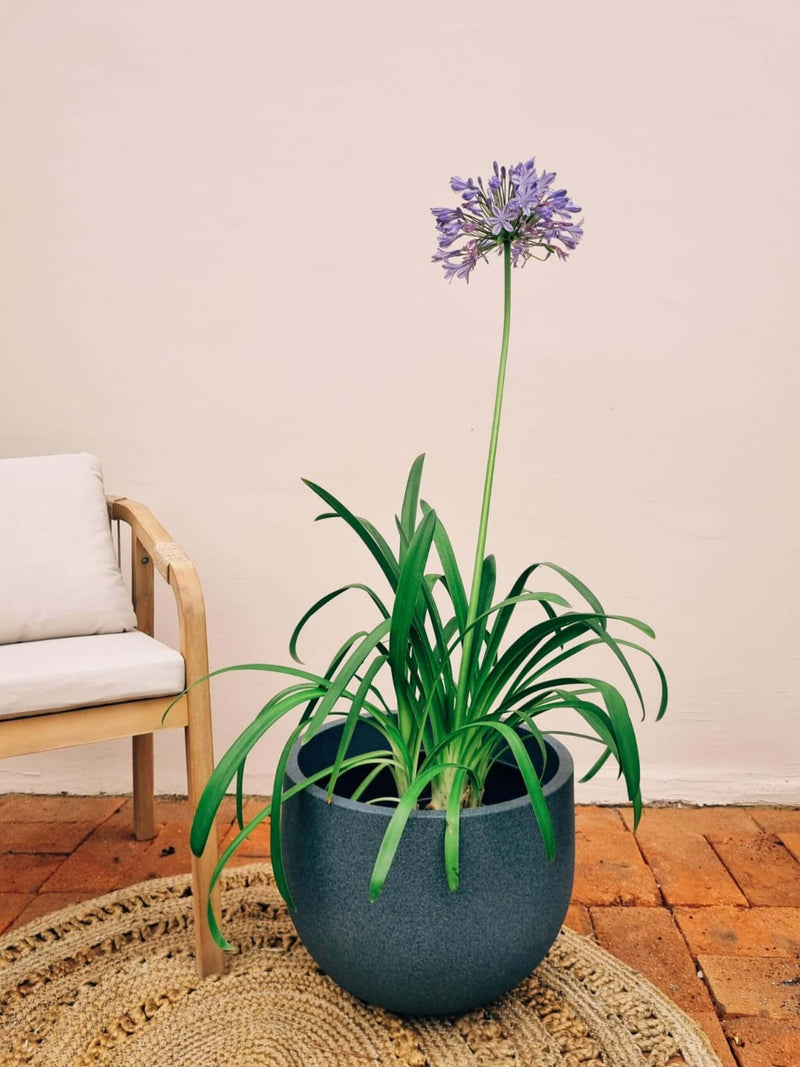 Agapanto + Macetero Bow Grafito