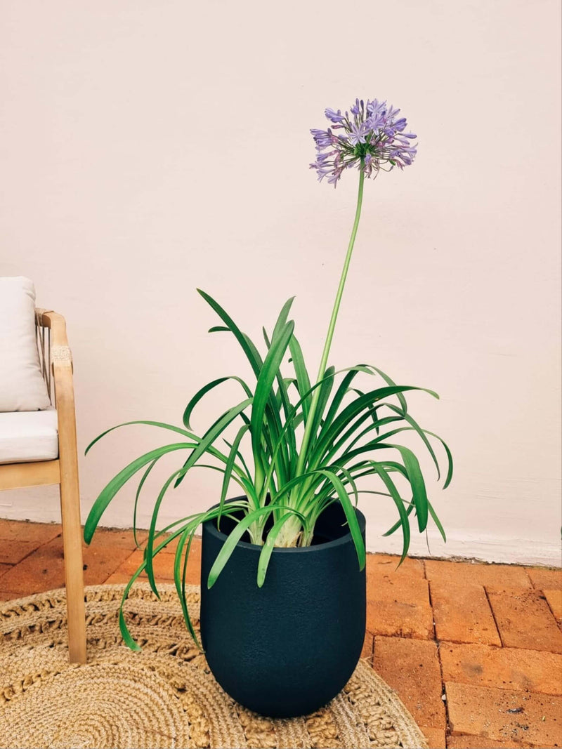 Agapanto + Macetero Bruma - Elige tu color