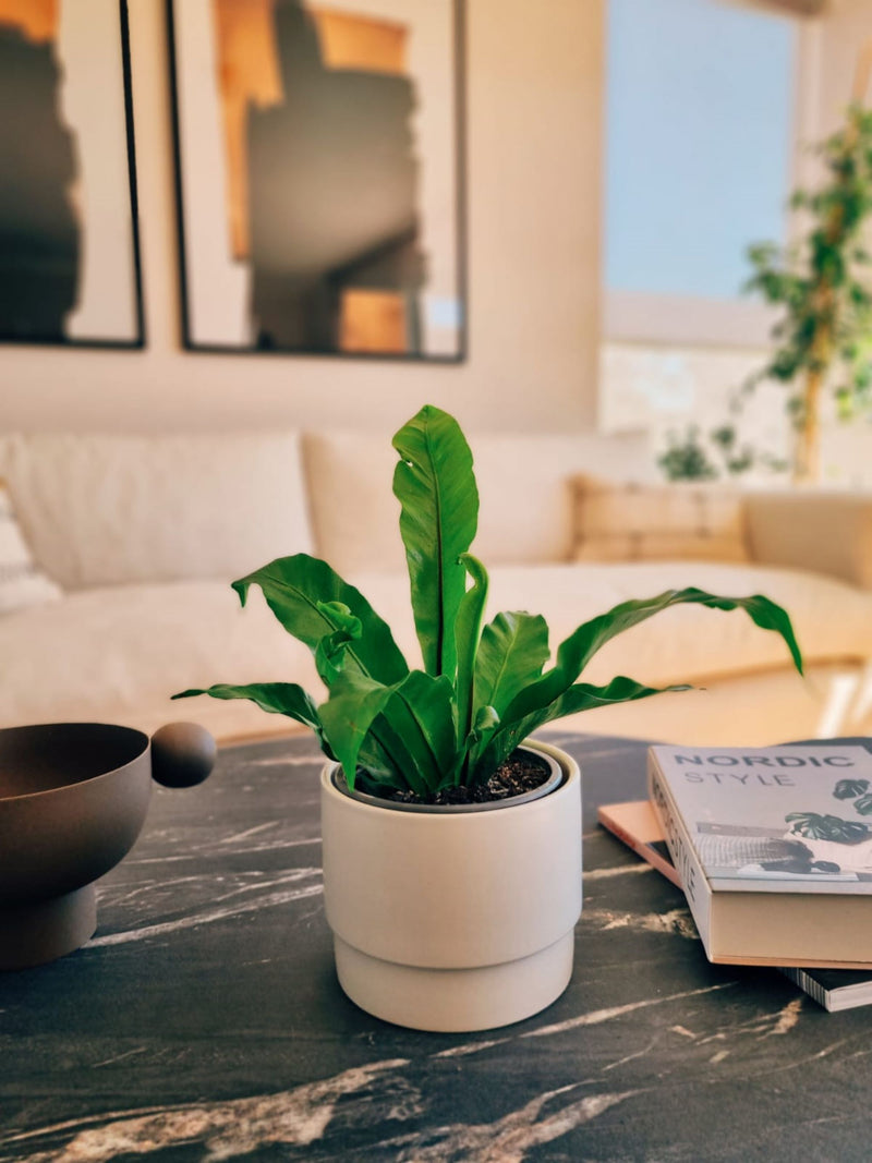 Helecho Nido de Pájaro - Garden Room