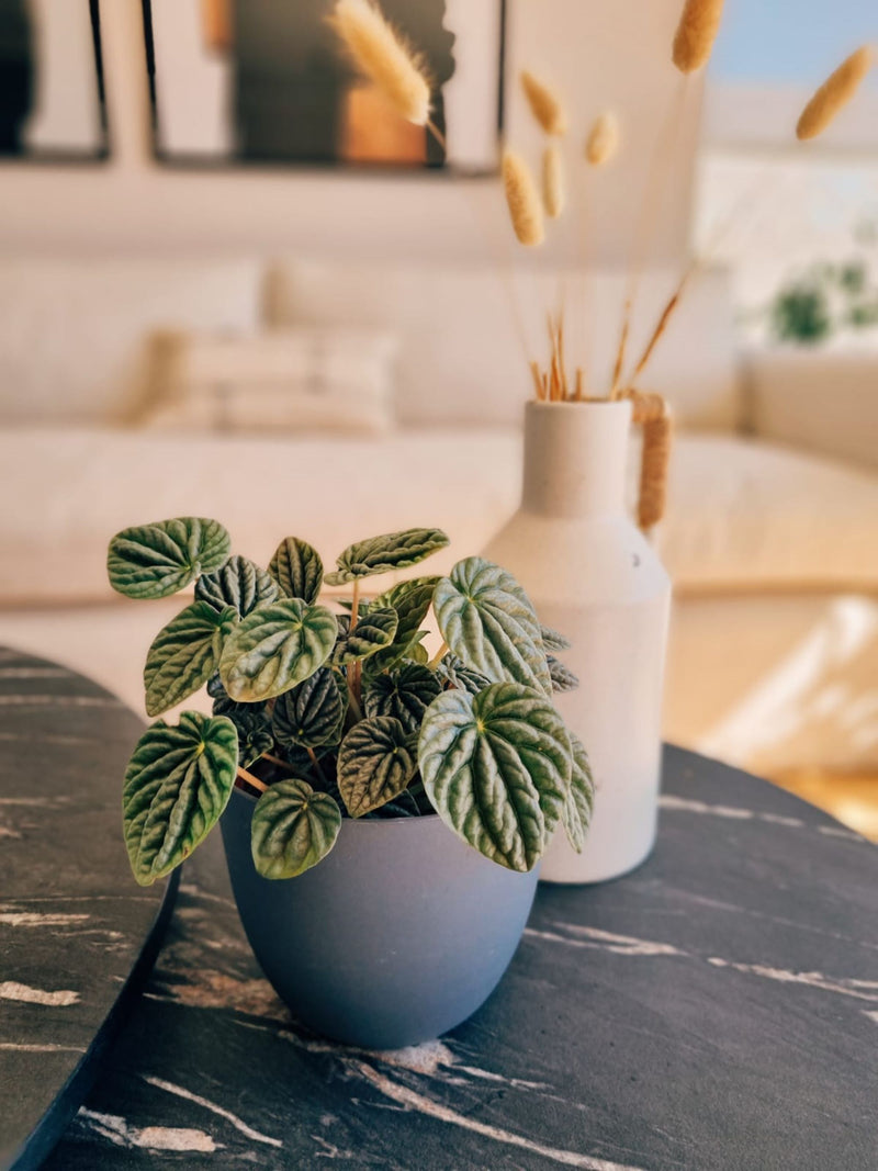 Peperomia Caperata - Garden Room