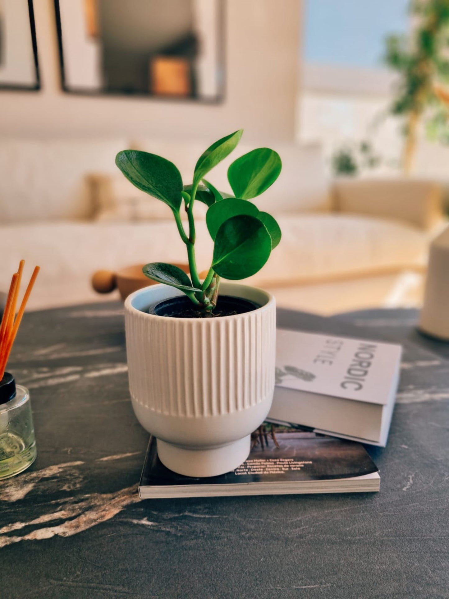 Peperomia Obtusifolia - Garden Room