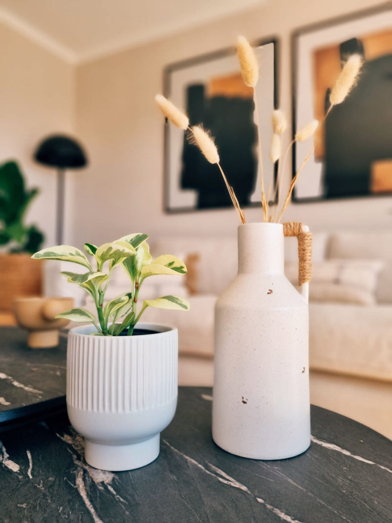 Peperomia Obtusifolia Variegada - Garden Room