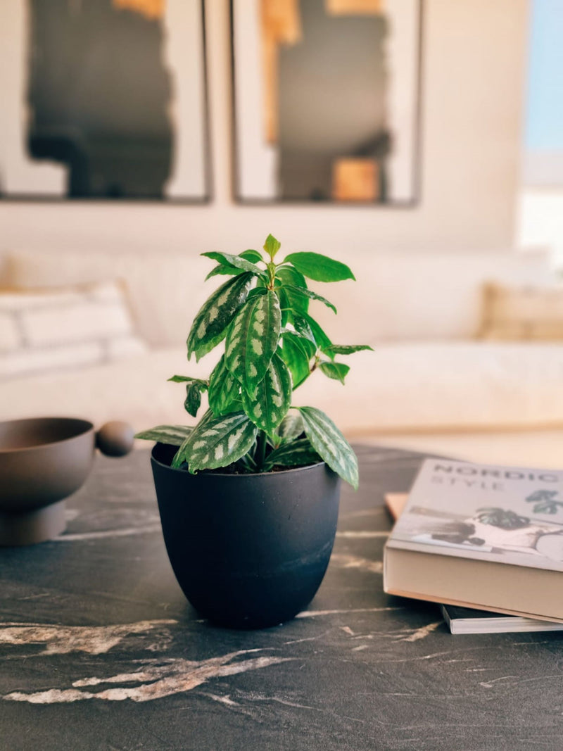 Pilea Cadierei - Garden Room