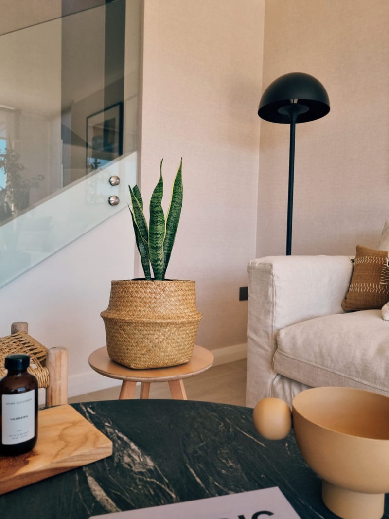 Sansevieria Laurentii - Garden Room