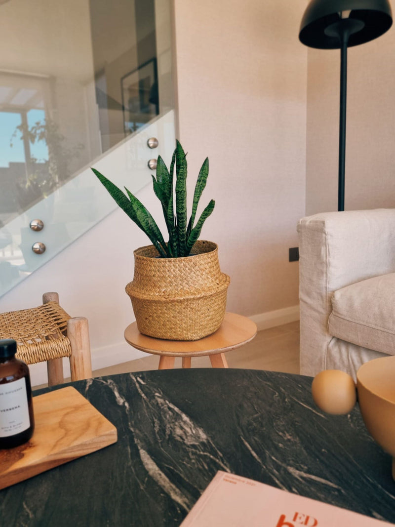 Sansevieria Zeylanica - Garden Room