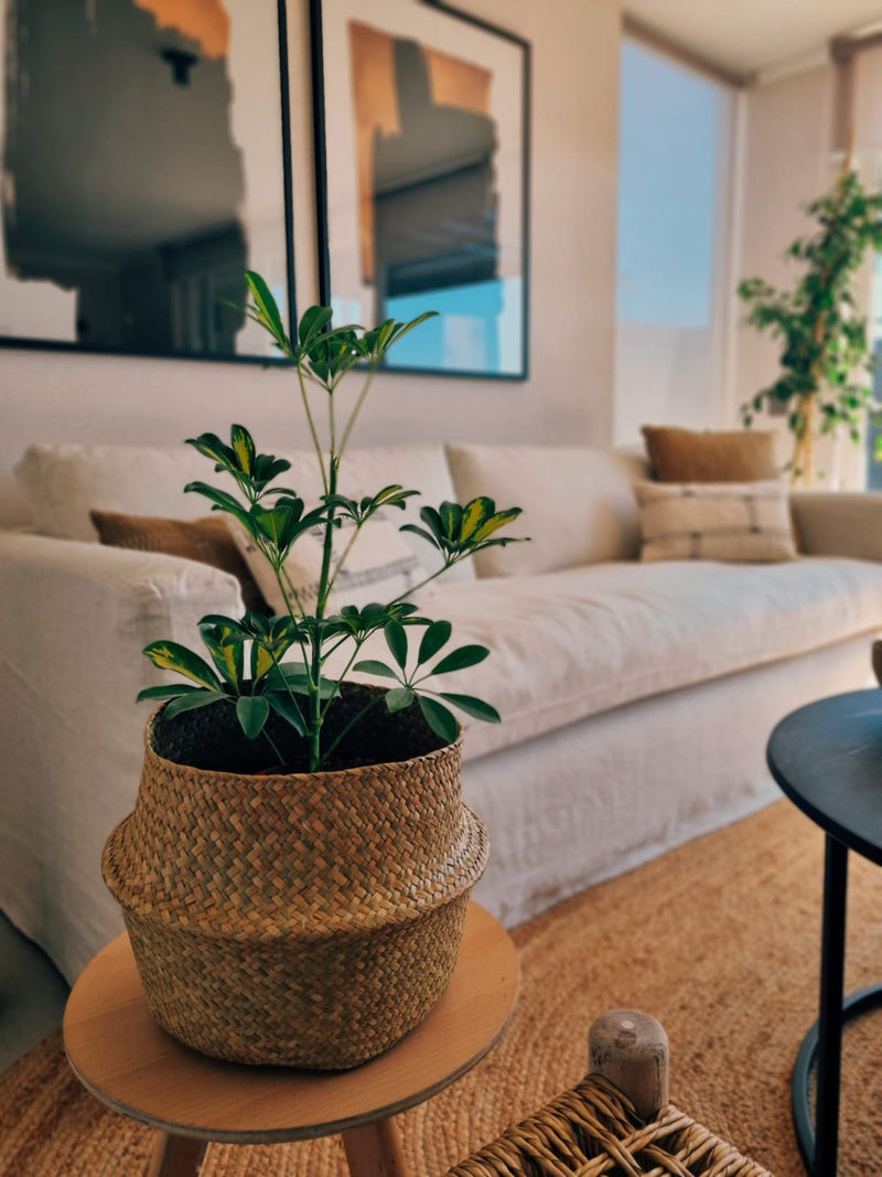 Schefflera Variegada - Garden Room