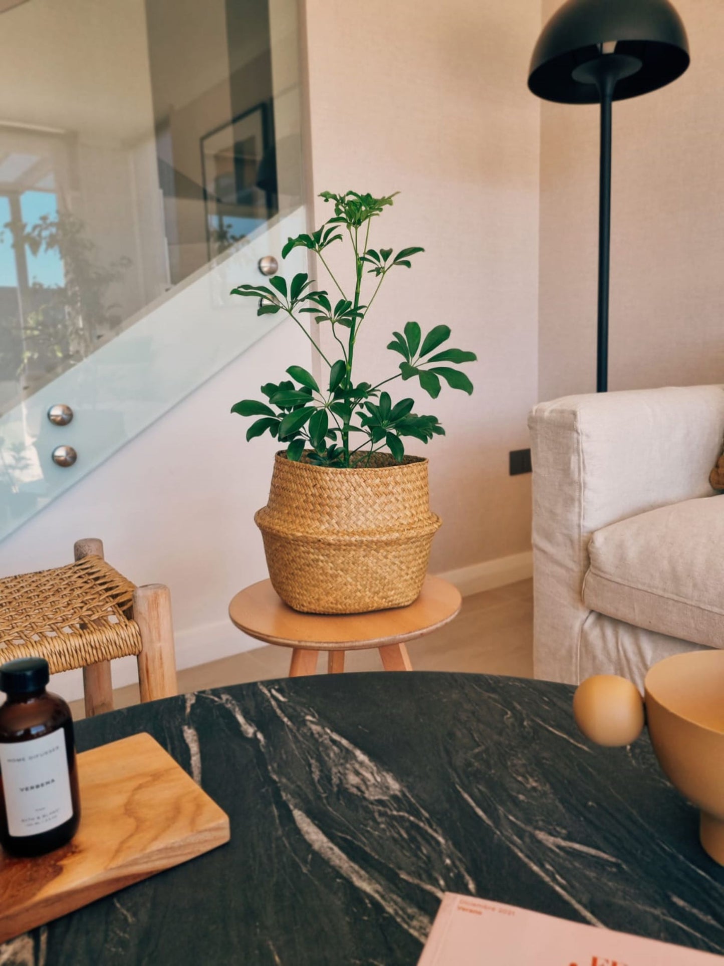 Schefflera Verde - Garden Room