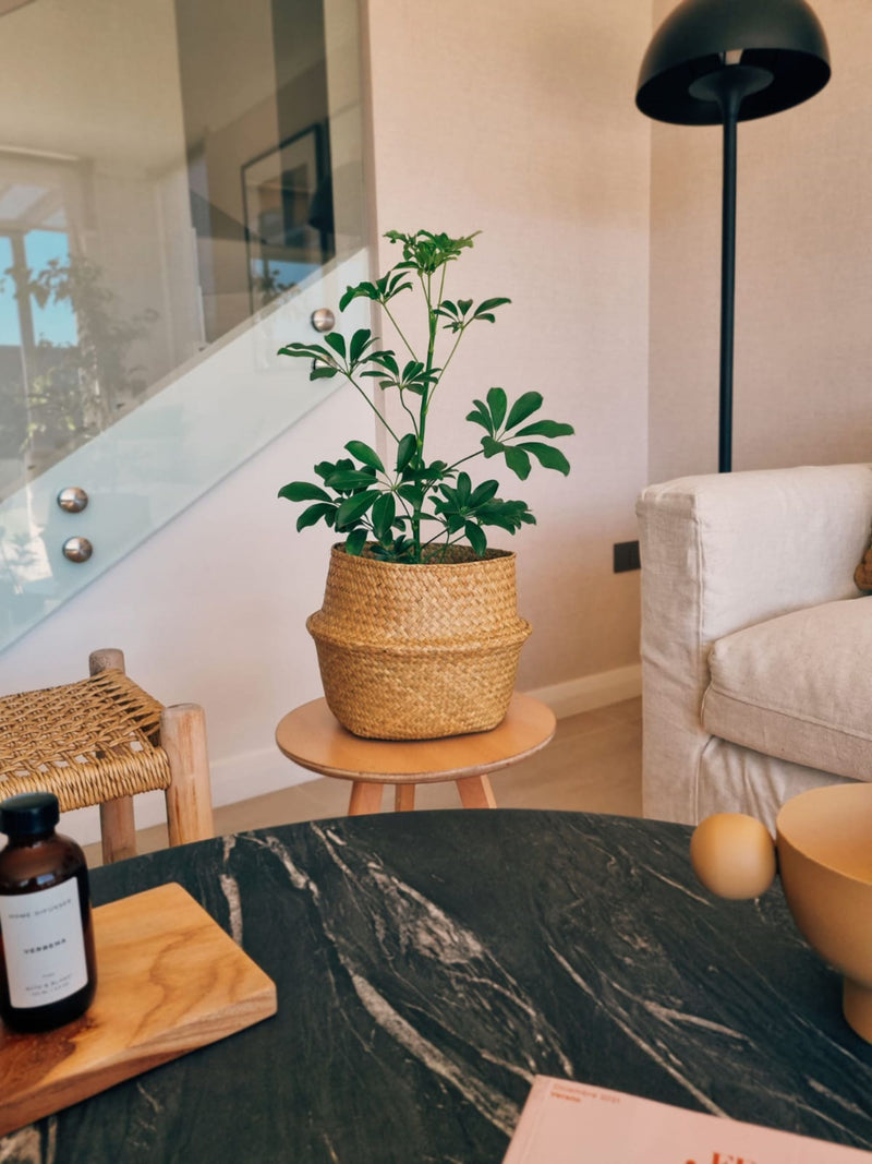 Schefflera Verde - Garden Room