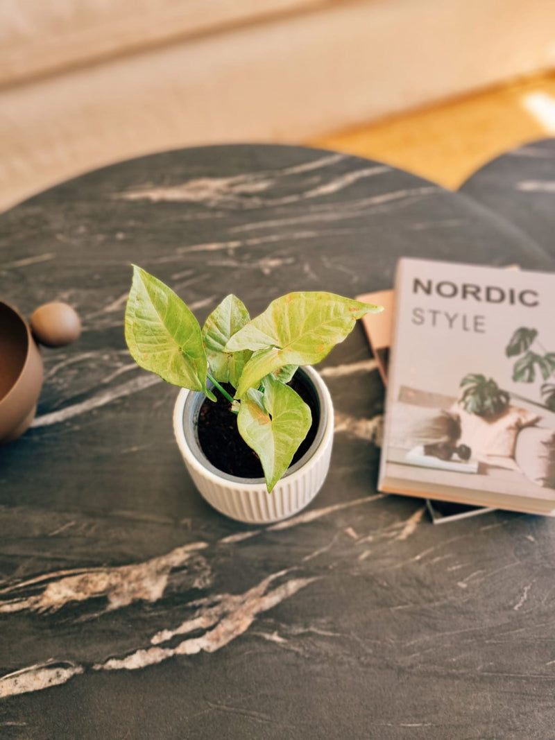 Singonio Confetti - Garden Room