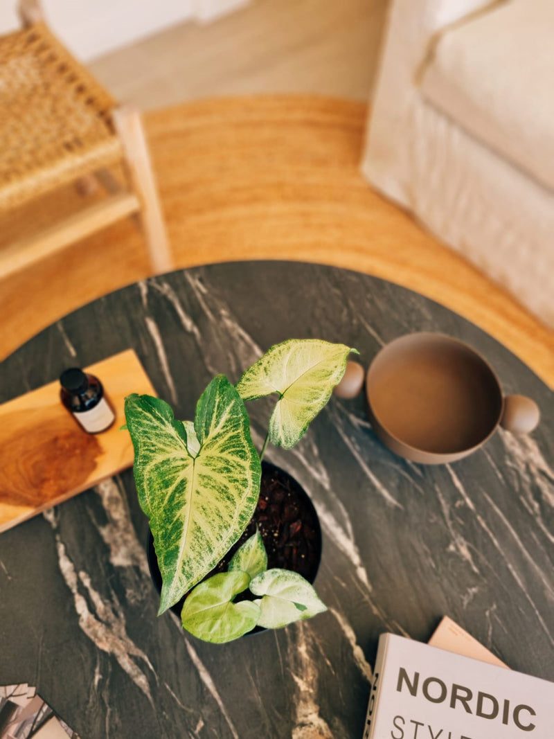 Singonio Plateado - Garden Room