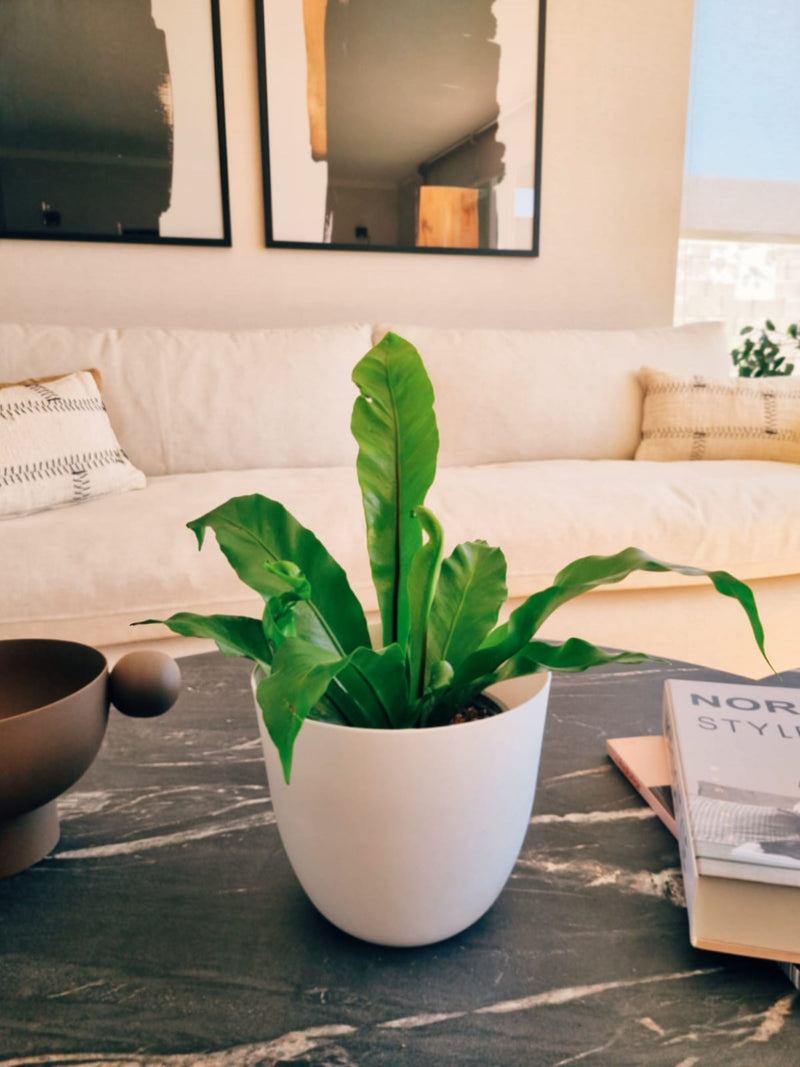 Helecho Nido de Pájaro - Garden Room