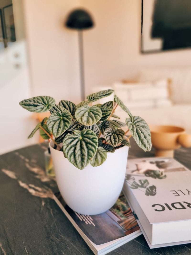 Peperomia Caperata - Garden Room