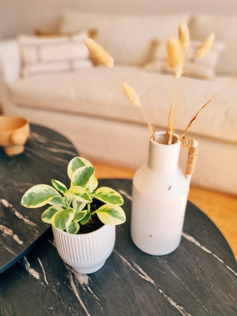 Peperomia Obtusifolia Variegada