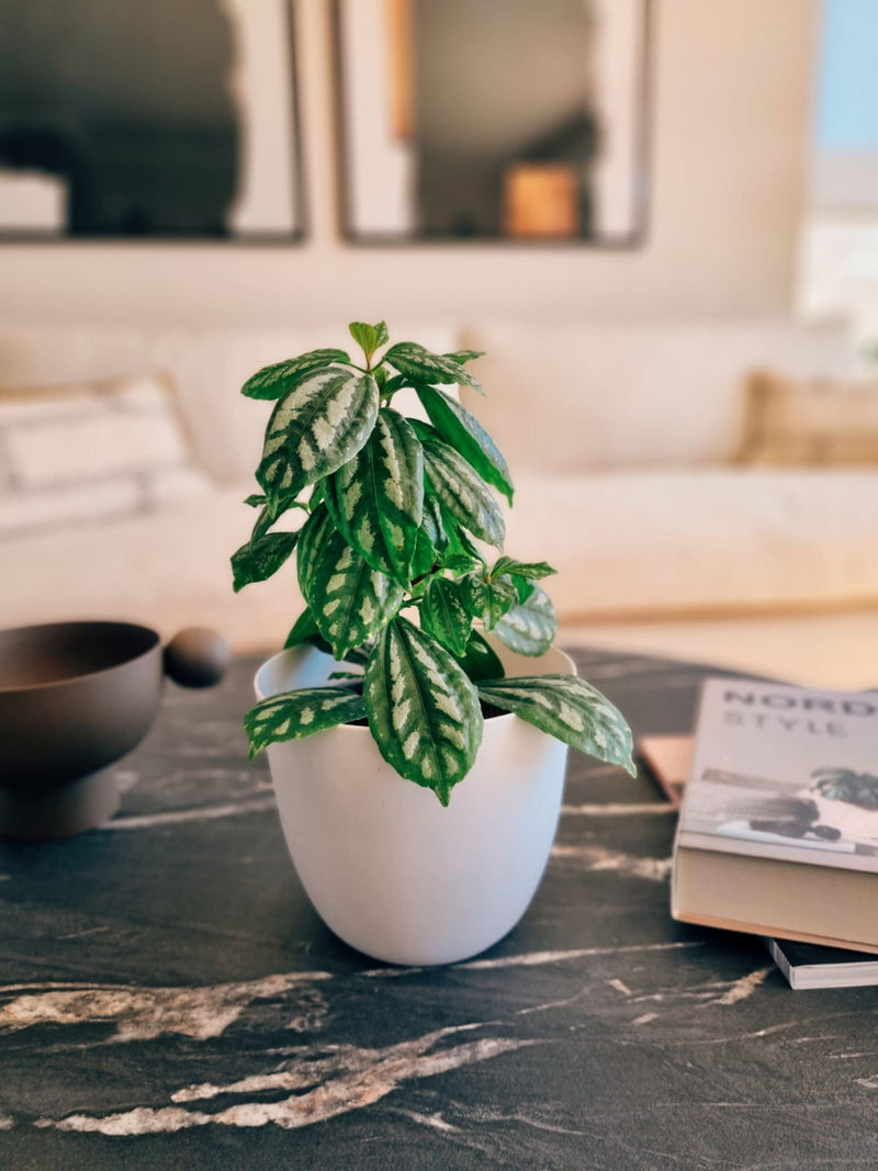 Pilea Cadierei - Garden Room