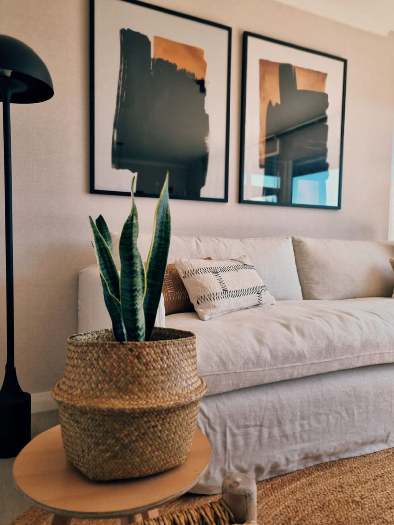 Sansevieria Laurentii - Garden Room