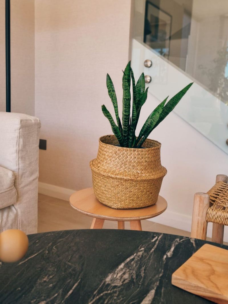 Sansevieria Zeylanica - Garden Room