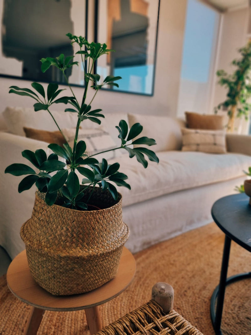 Schefflera Verde - Garden Room