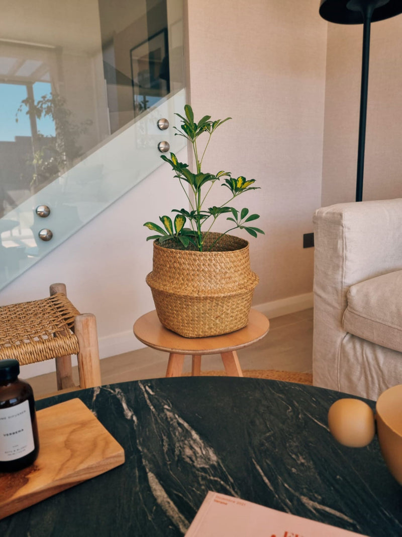 Schefflera Variegada - Garden Room