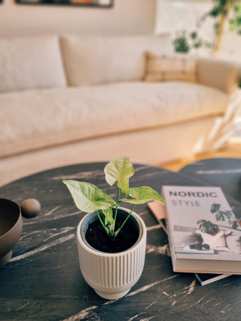 Singonio Confetti - Garden Room