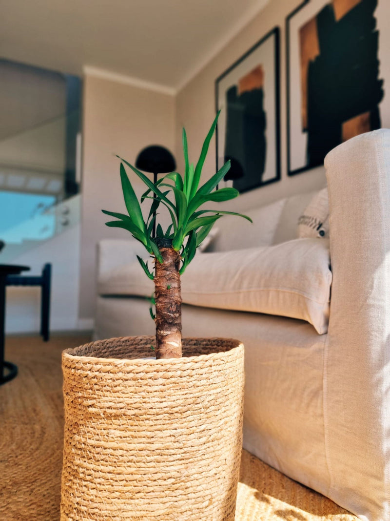 Yucca Simple - Garden Room