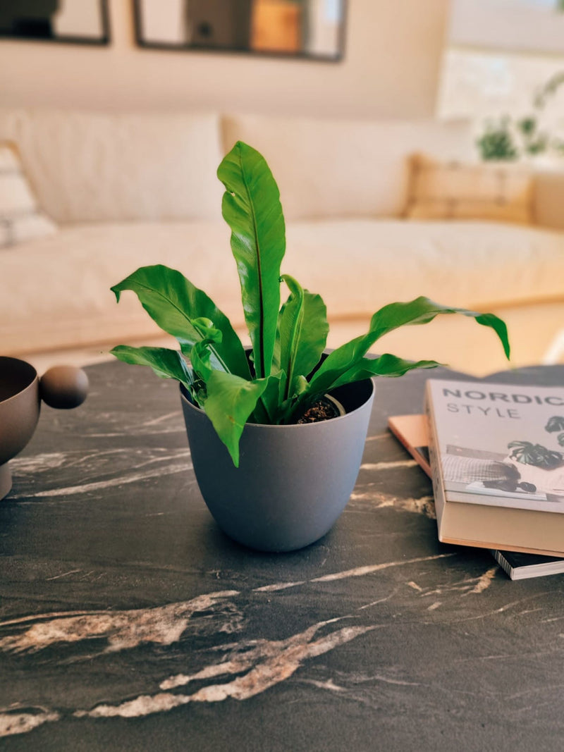 Helecho Nido de Pájaro - Garden Room