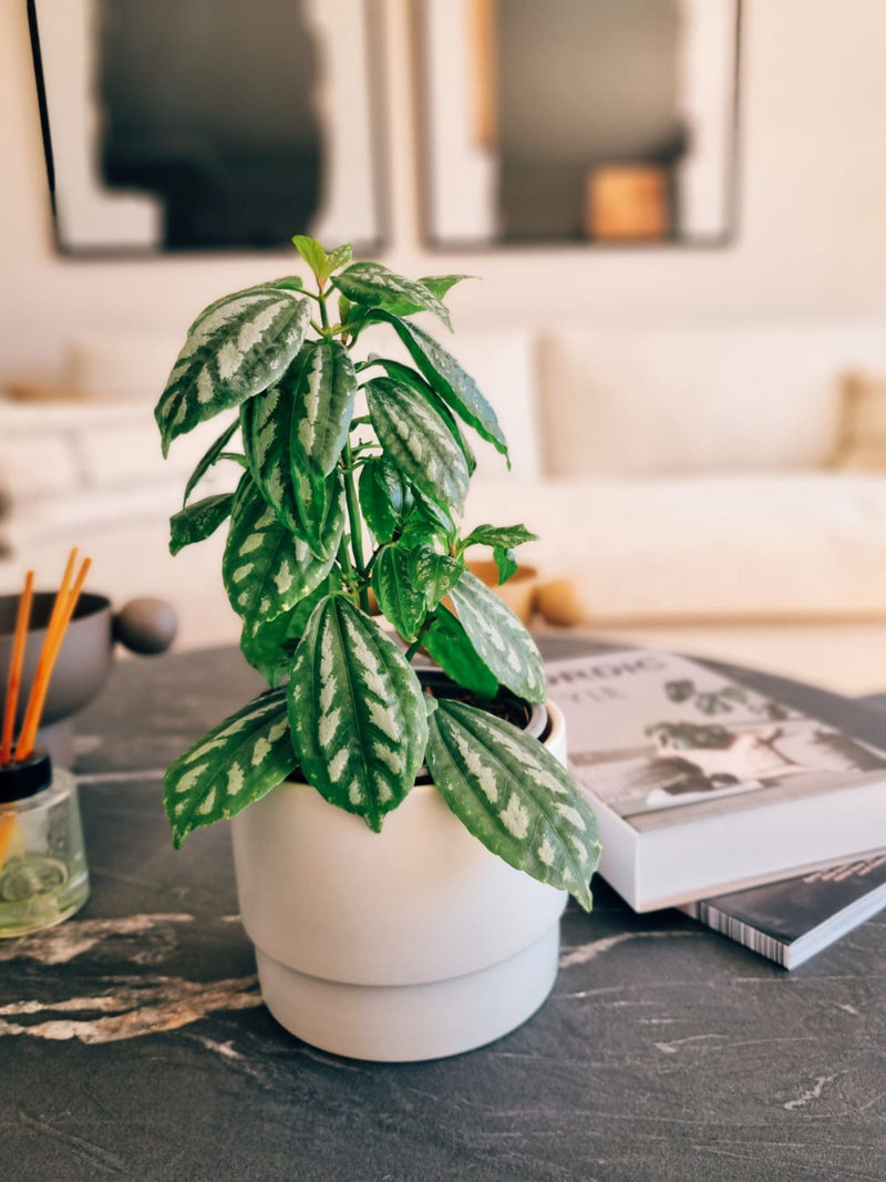 Pilea Cadierei - Garden Room