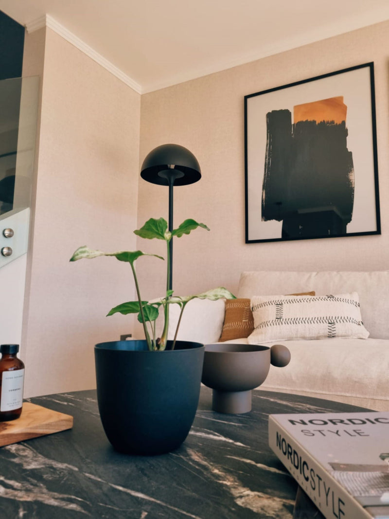 Singonio Plateado - Garden Room