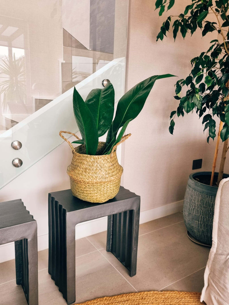 Anturio Coriaceum + Canasto - Elige el que más te guste