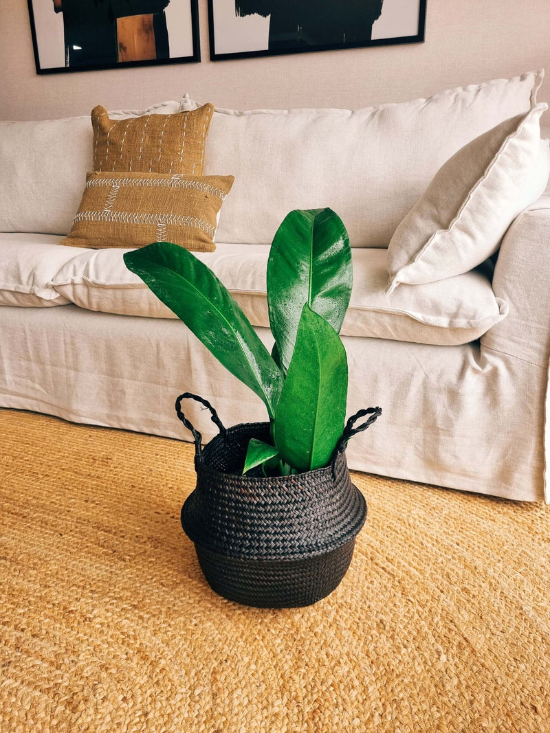 Anturio Coriaceum + Canasto - Elige el que más te guste