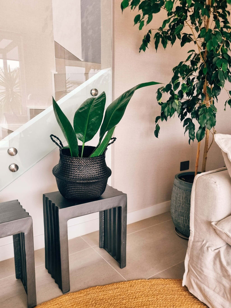 Anturio Coriaceum + Canasto - Elige el que más te guste