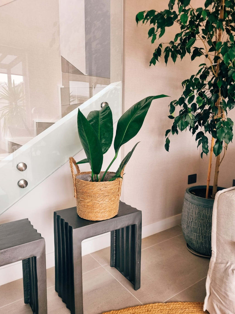 Anturio Coriaceum + Canasto - Elige el que más te guste