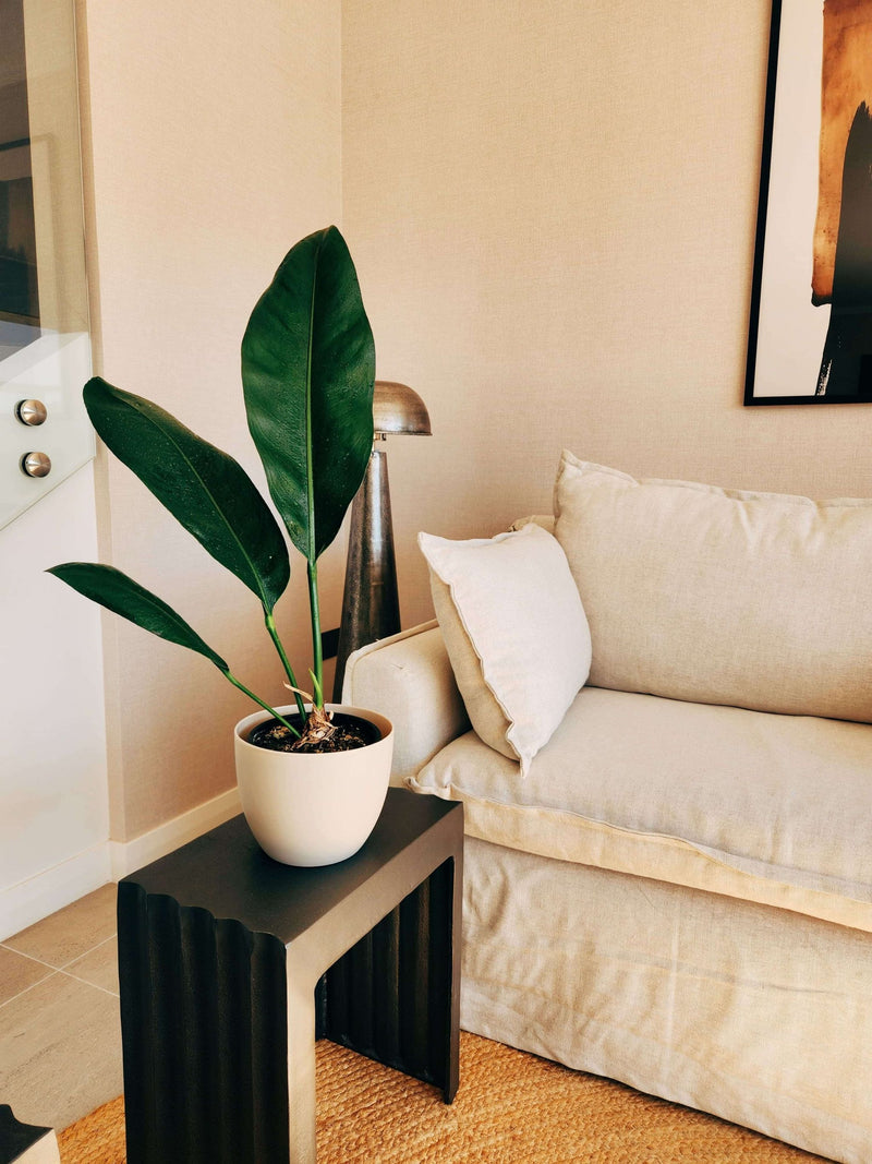 Anturio Coriaceum + Macetero Cuenco - Elige tu color