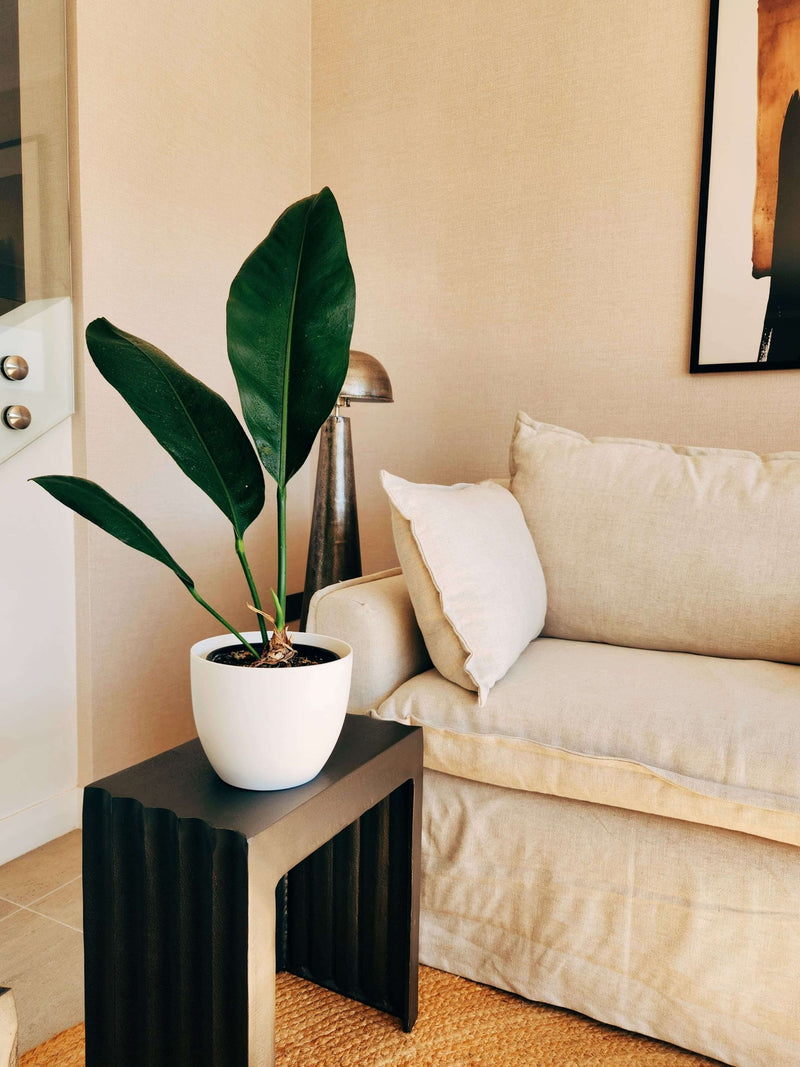 Anturio Coriaceum + Macetero Cuenco - Elige tu color