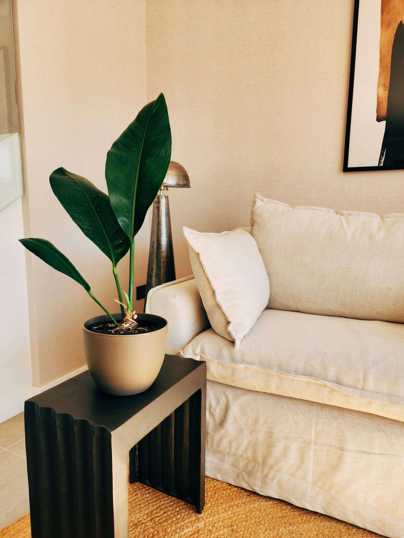 Anturio Coriaceum + Macetero Cuenco - Elige tu color