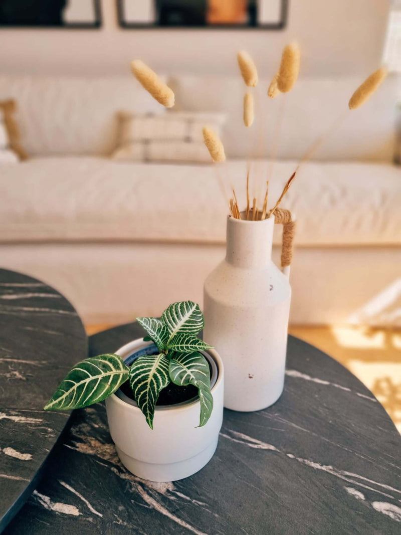 Aphelandra decorando espacios