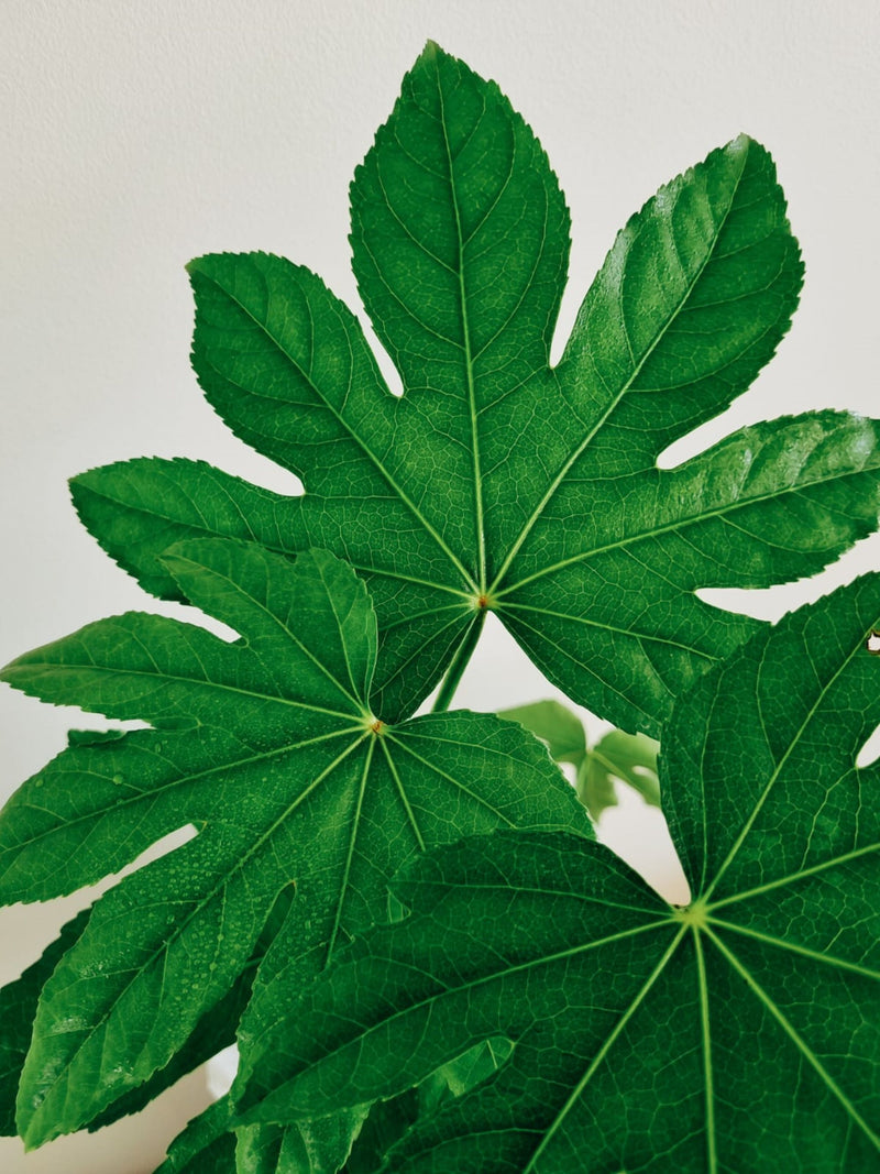 Aralia Japónica + Macetero Nórdico - Elige tu color