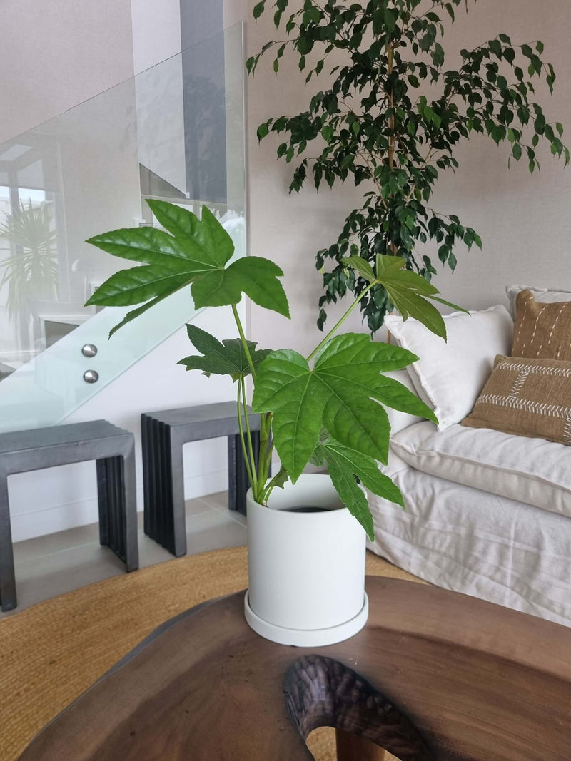 Aralia Japónica + Macetero Nórdico - Elige tu color