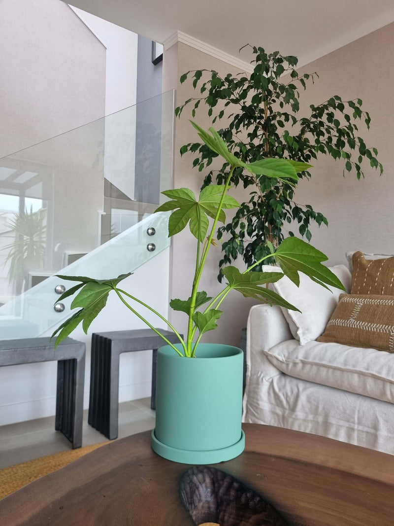 Aralia Japónica + Macetero Nórdico - Elige tu color