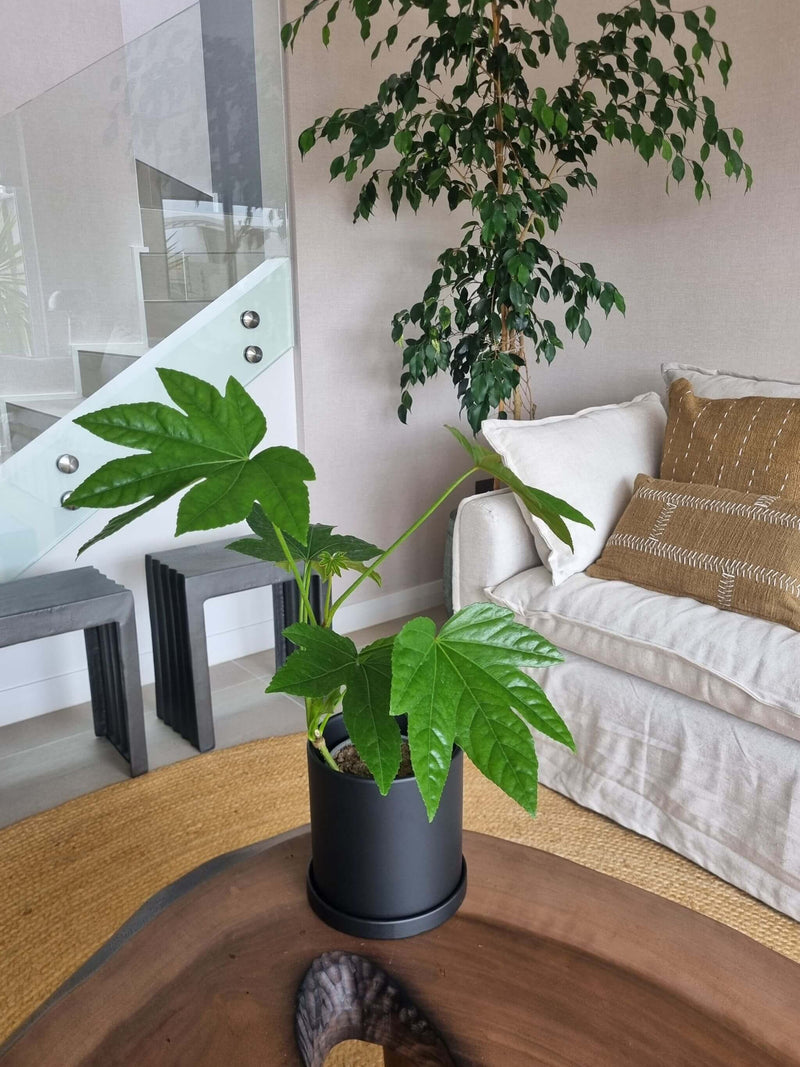 Aralia Japónica + Macetero Nórdico - Elige tu color