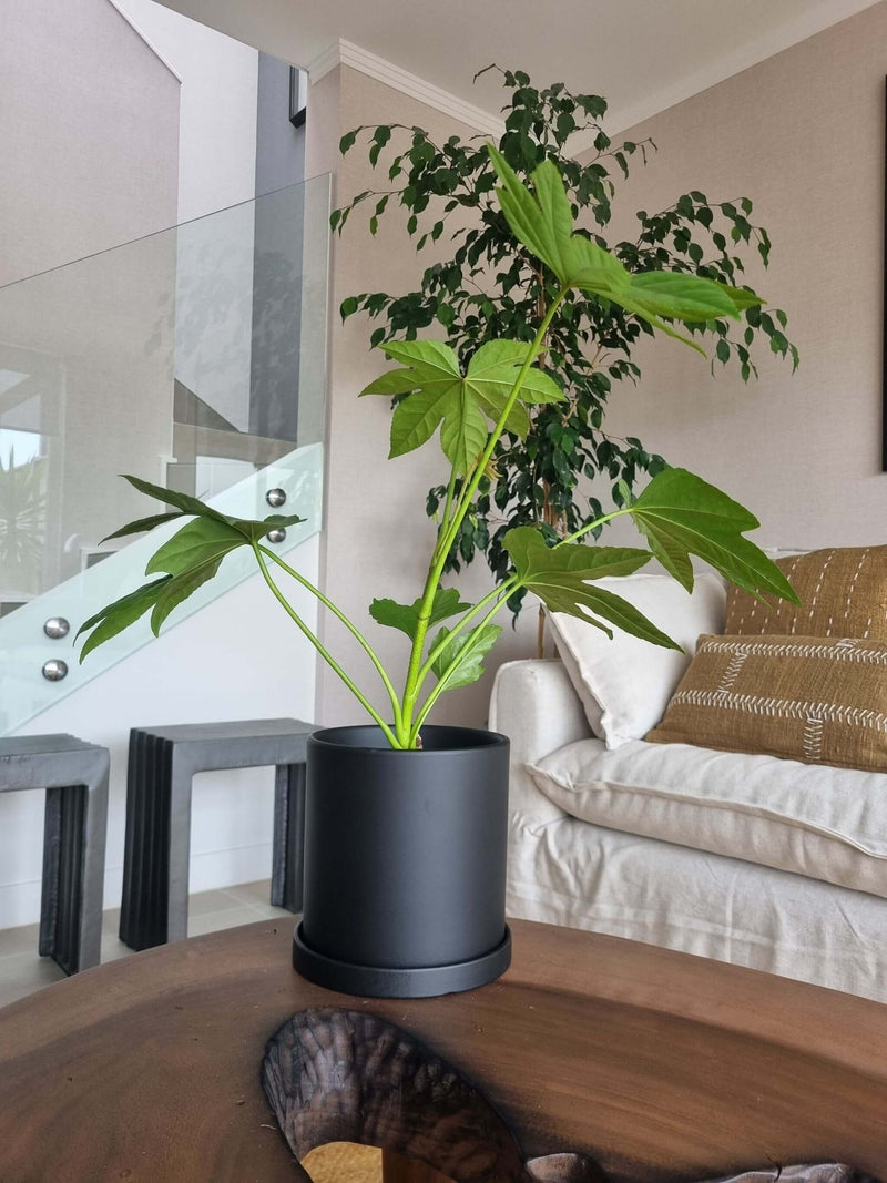 Aralia Japónica + Macetero Nórdico - Elige tu color