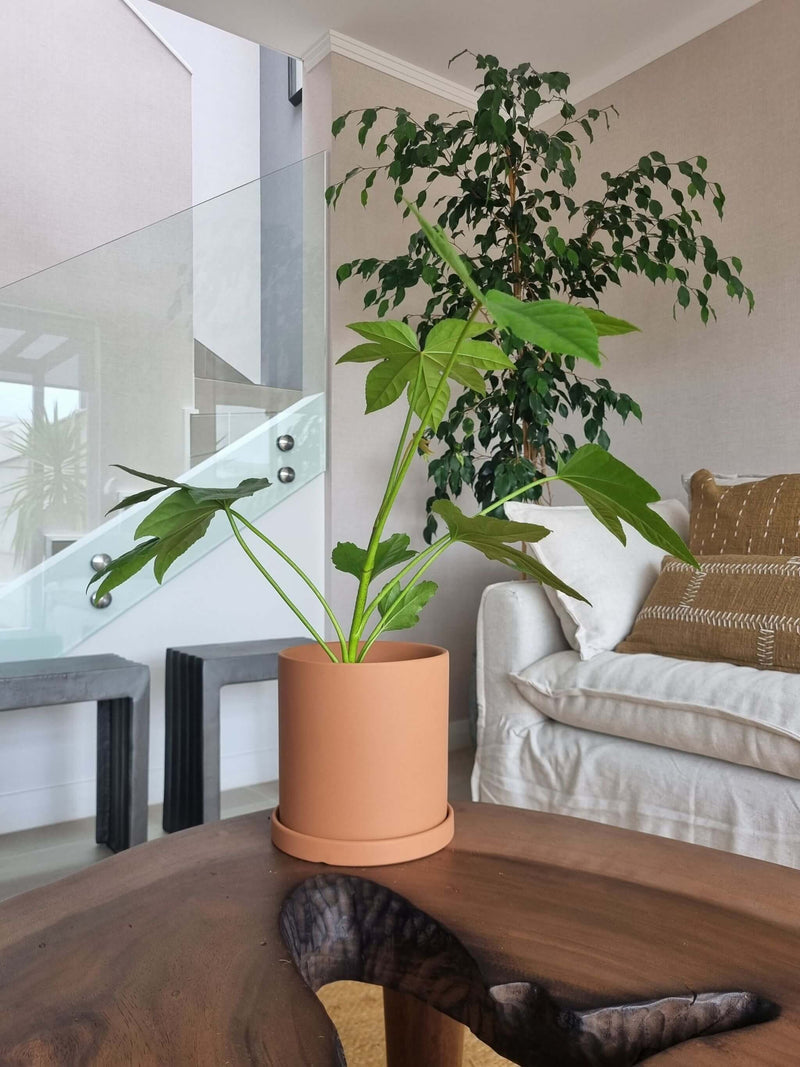 Aralia Japónica + Macetero Nórdico - Elige tu color