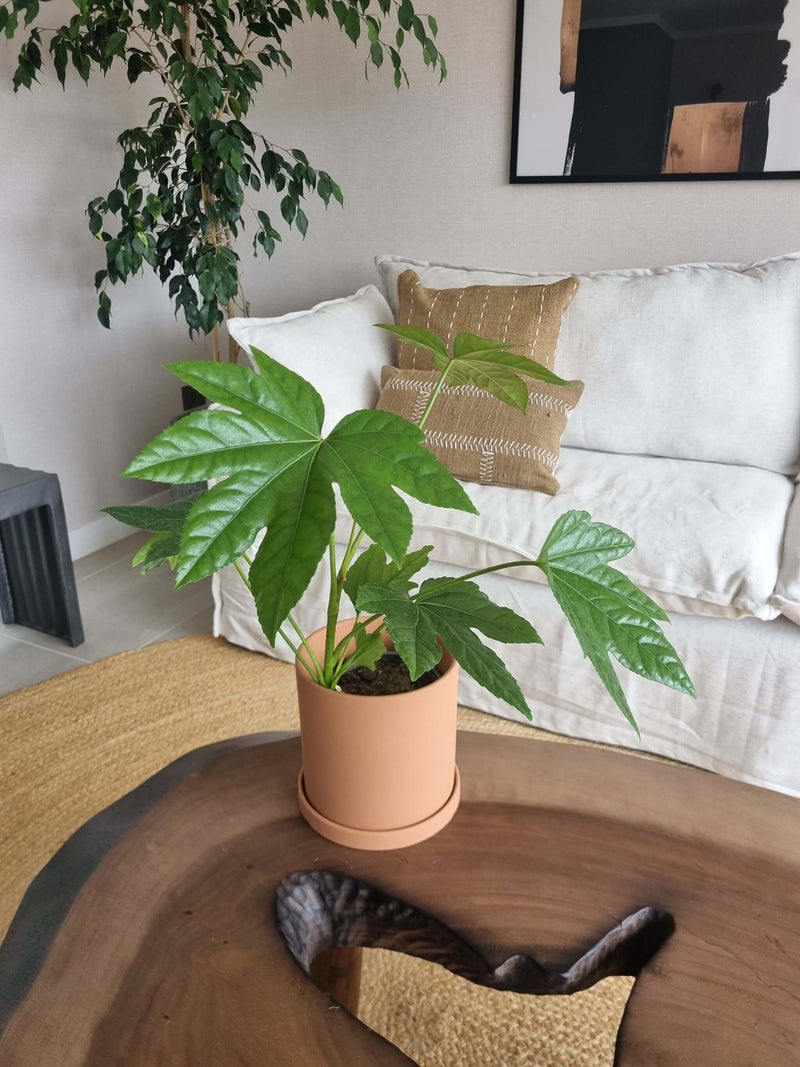 Aralia Japónica + Macetero Nórdico - Elige tu color