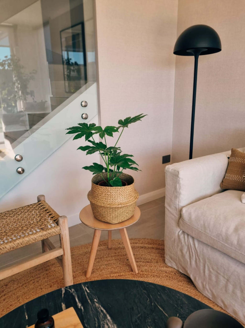 Aralia decorando espacios