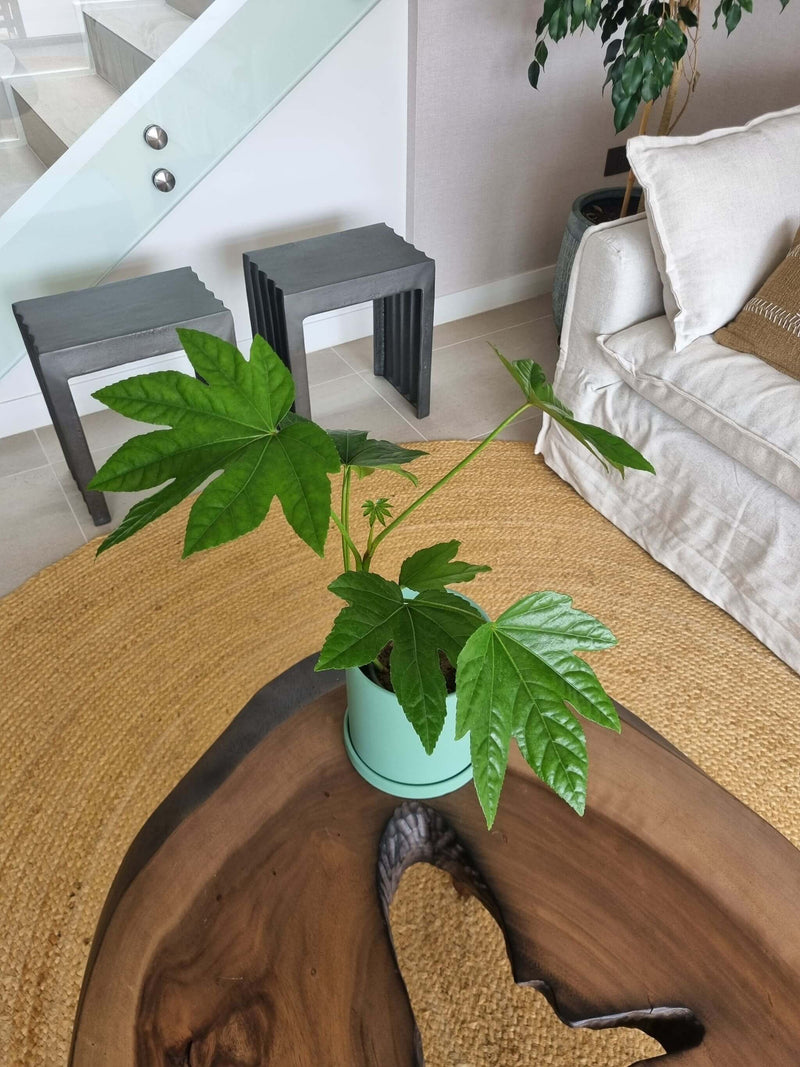 Aralia Japónica + Macetero Nórdico - Elige tu color